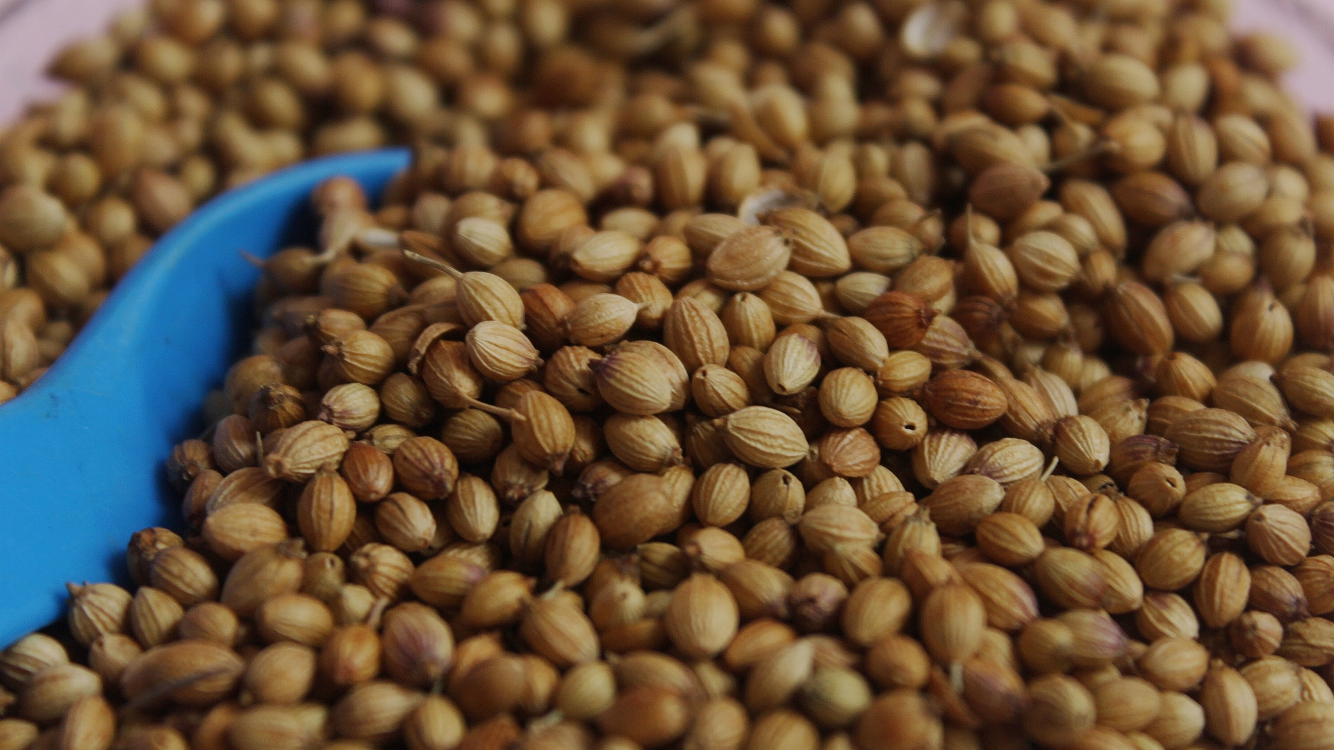 Coriander Seeds