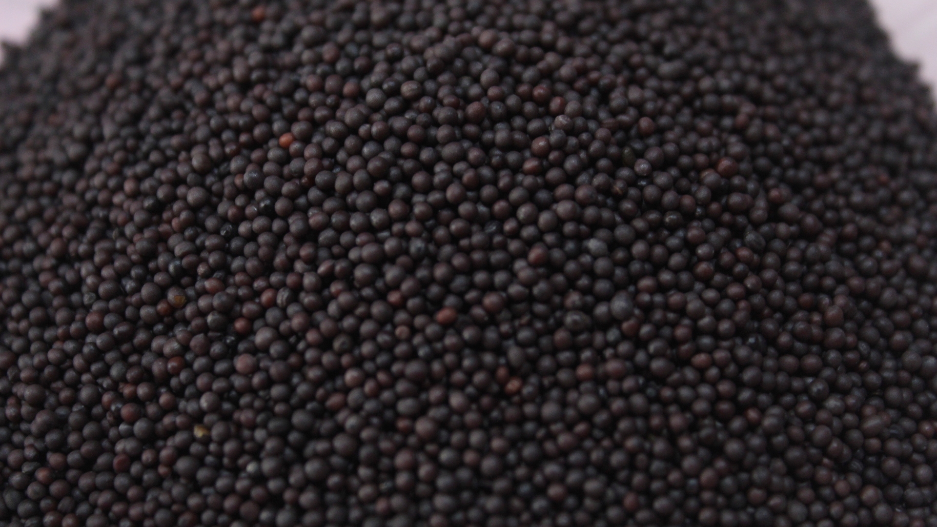 Mustard Seeds